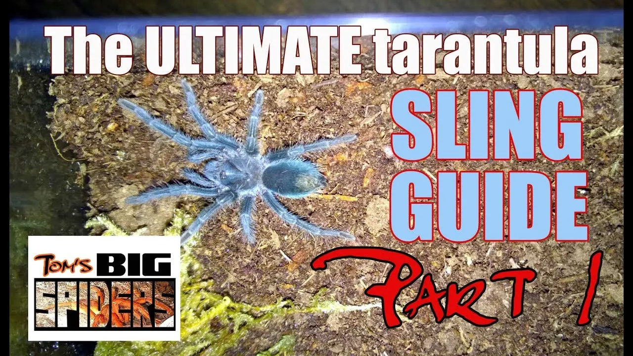 22416 tarantula sling coloration