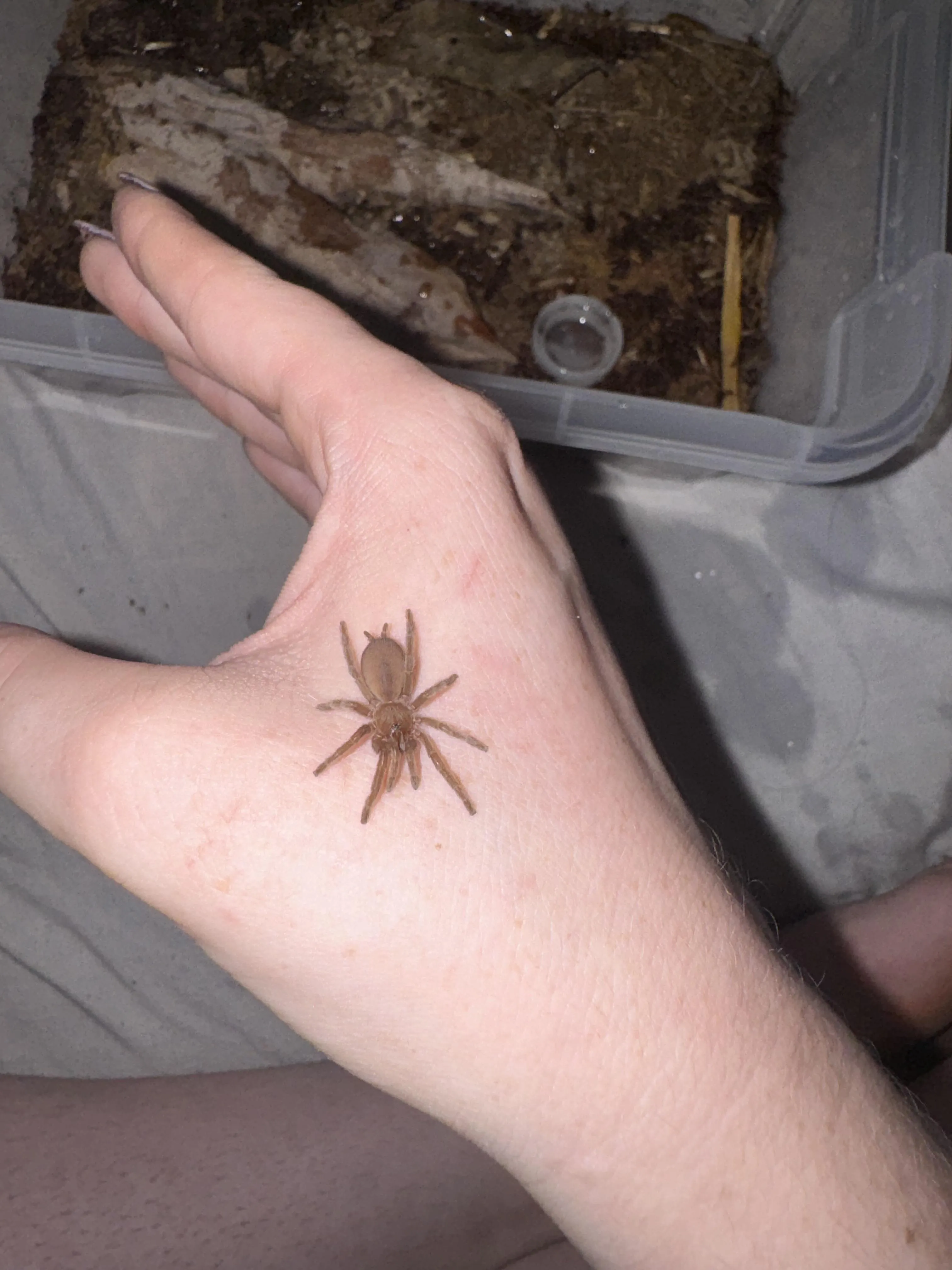 22416 tarantula sling common species