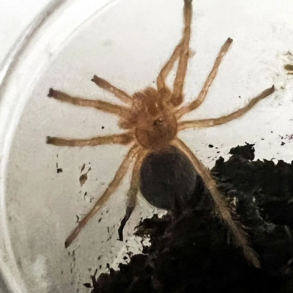 22416 tarantula sling geographic origin