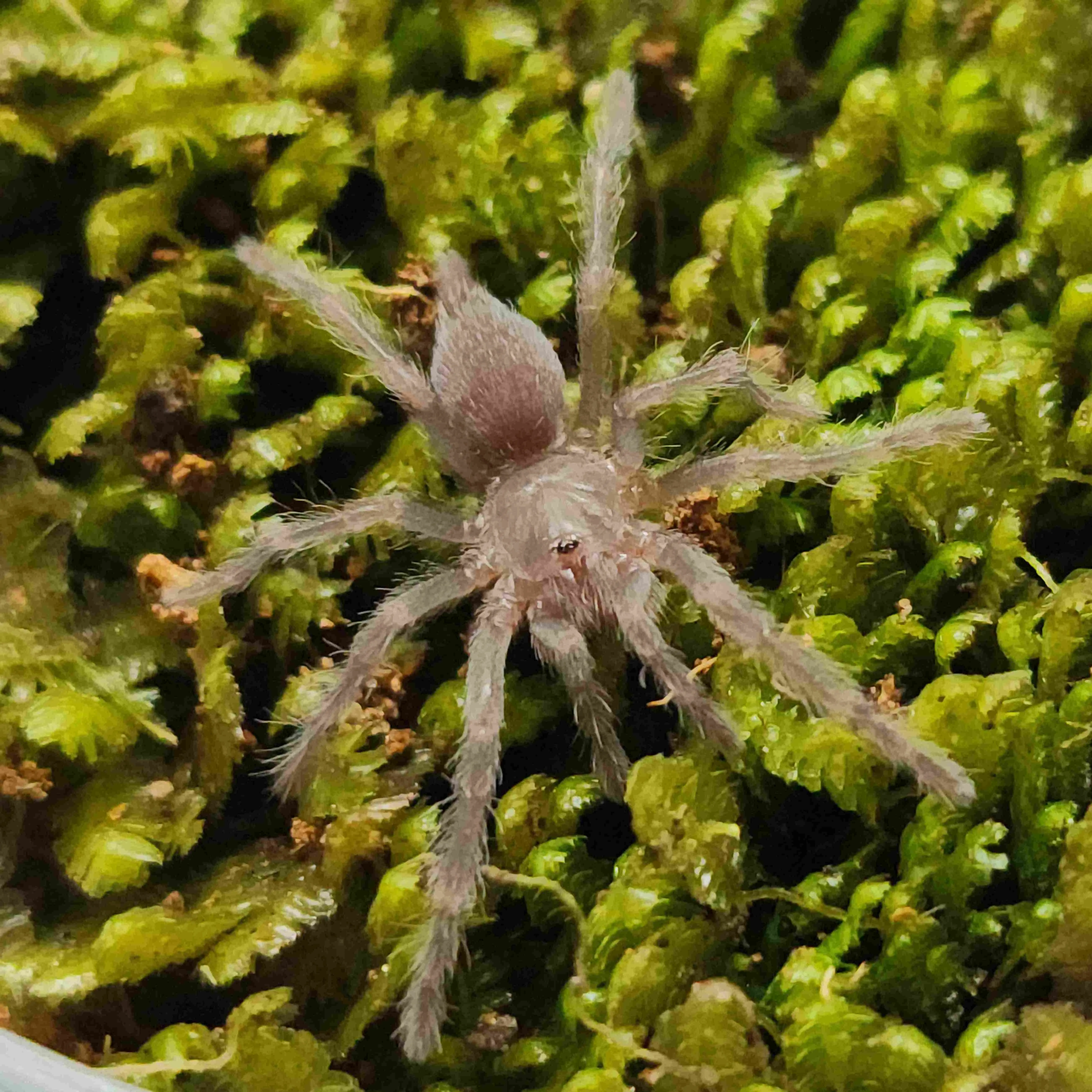 22416 tarantula sling overview