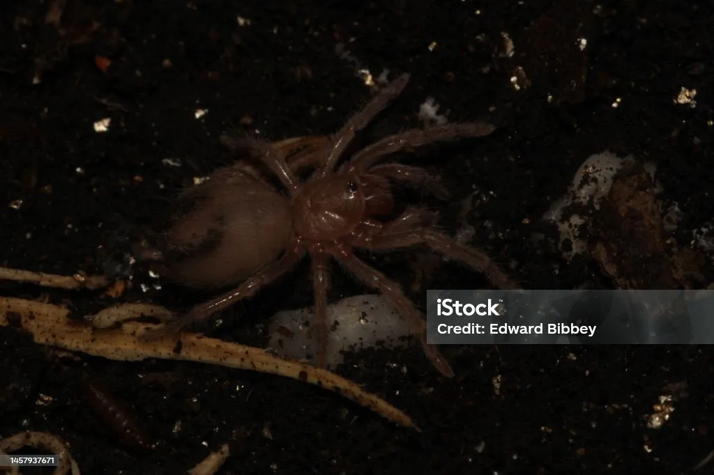 22416 tarantula sling research