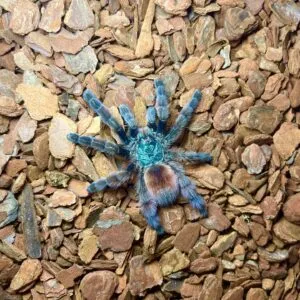 22416 tarantula sling webbing habits