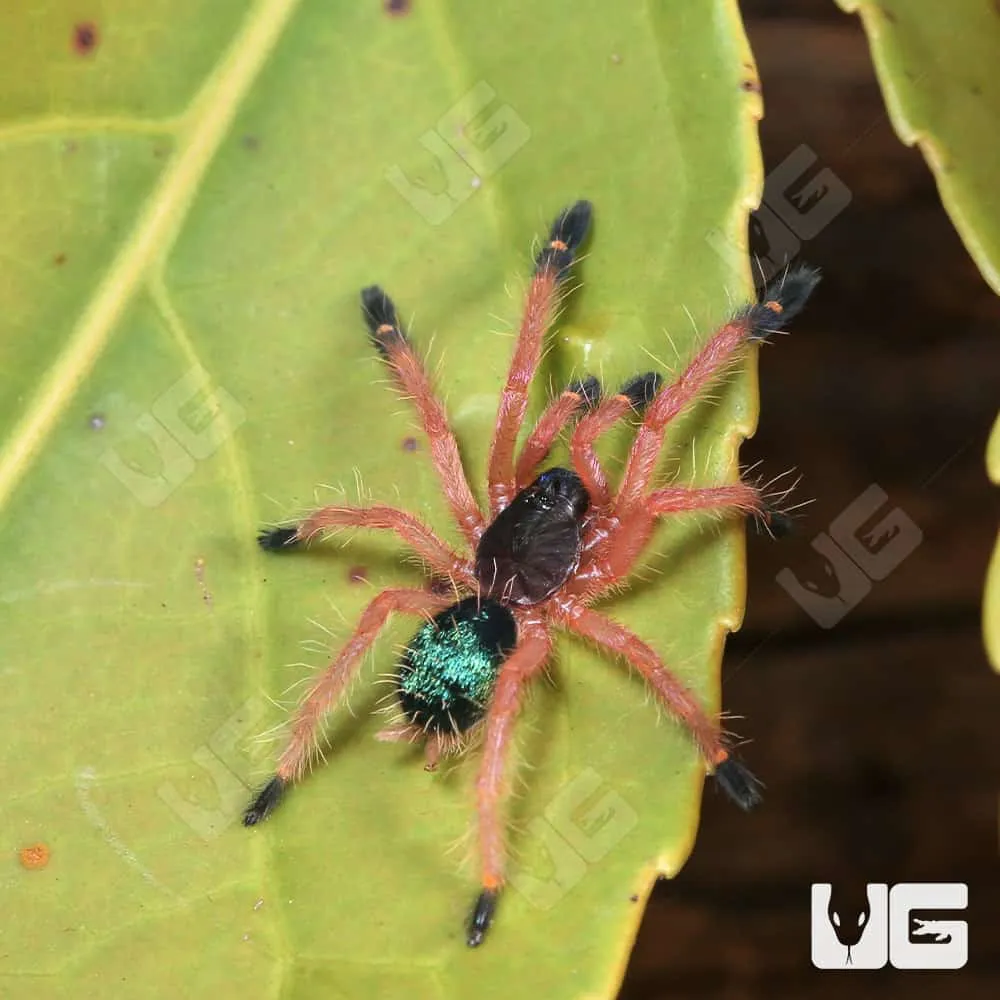 22417 blue fang tarantula handling