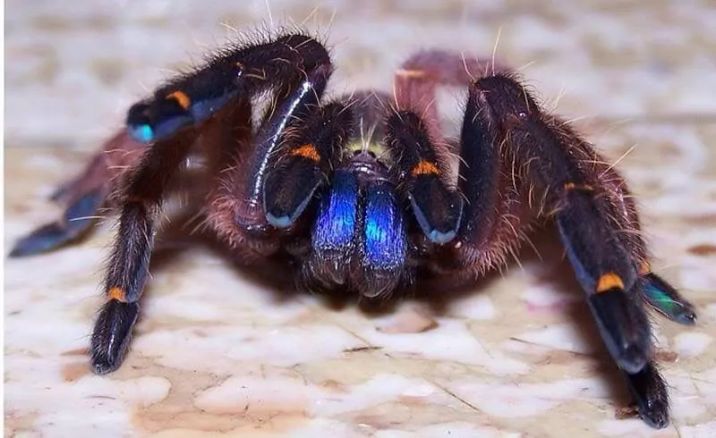 22417 blue fang tarantula health