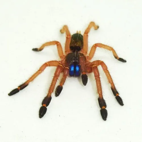 /img/22417-blue-fang-tarantula-setup.webp