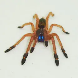 /img/22417-blue-fang-tarantula-setup.webp