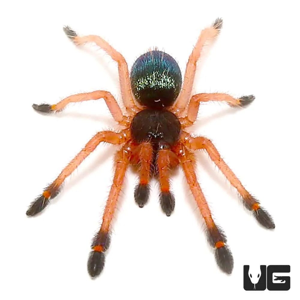 22417 blue fang tarantula water