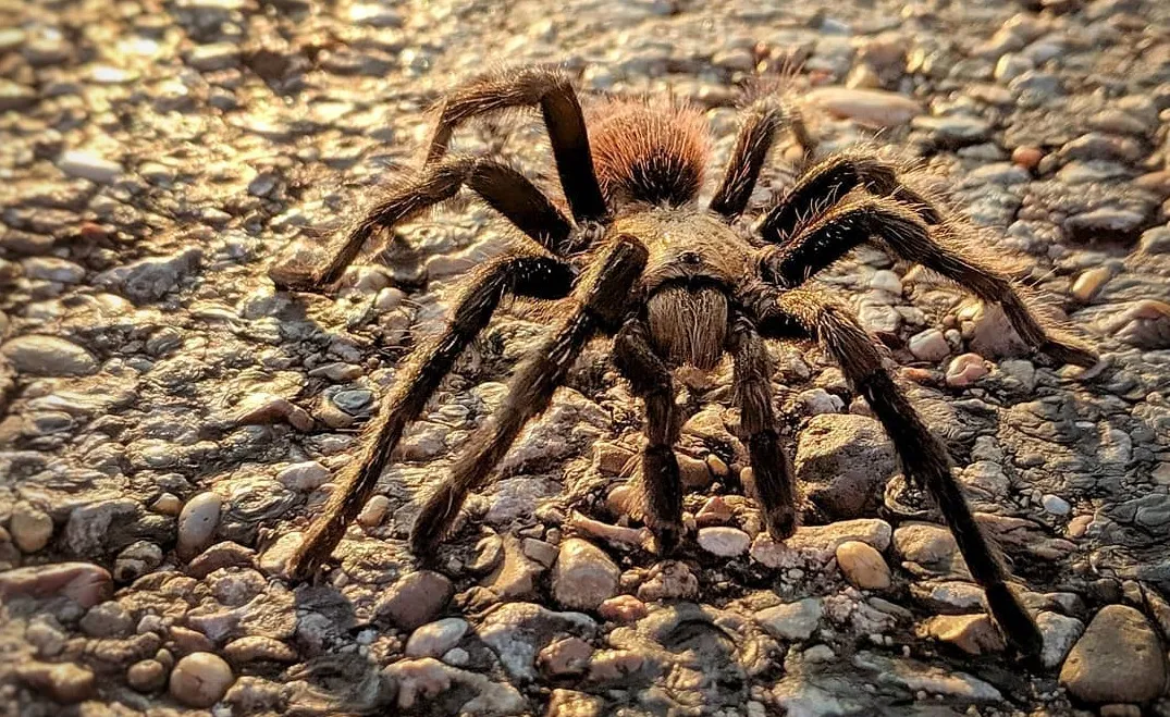 22418 texas tarantula spotting