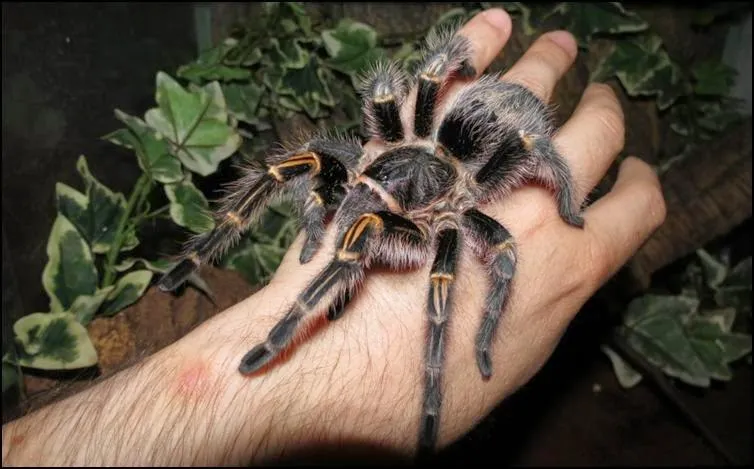 22419 gynandromorph tarantula behavior
