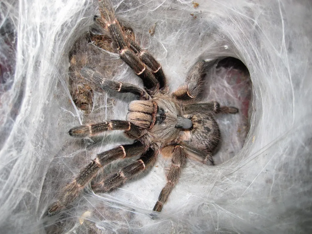 22419 gynandromorph tarantula breeder