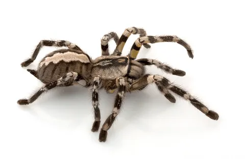 22419 gynandromorph tarantula care