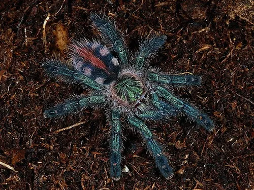 /img/22419-gynandromorph-tarantula-ethical.webp