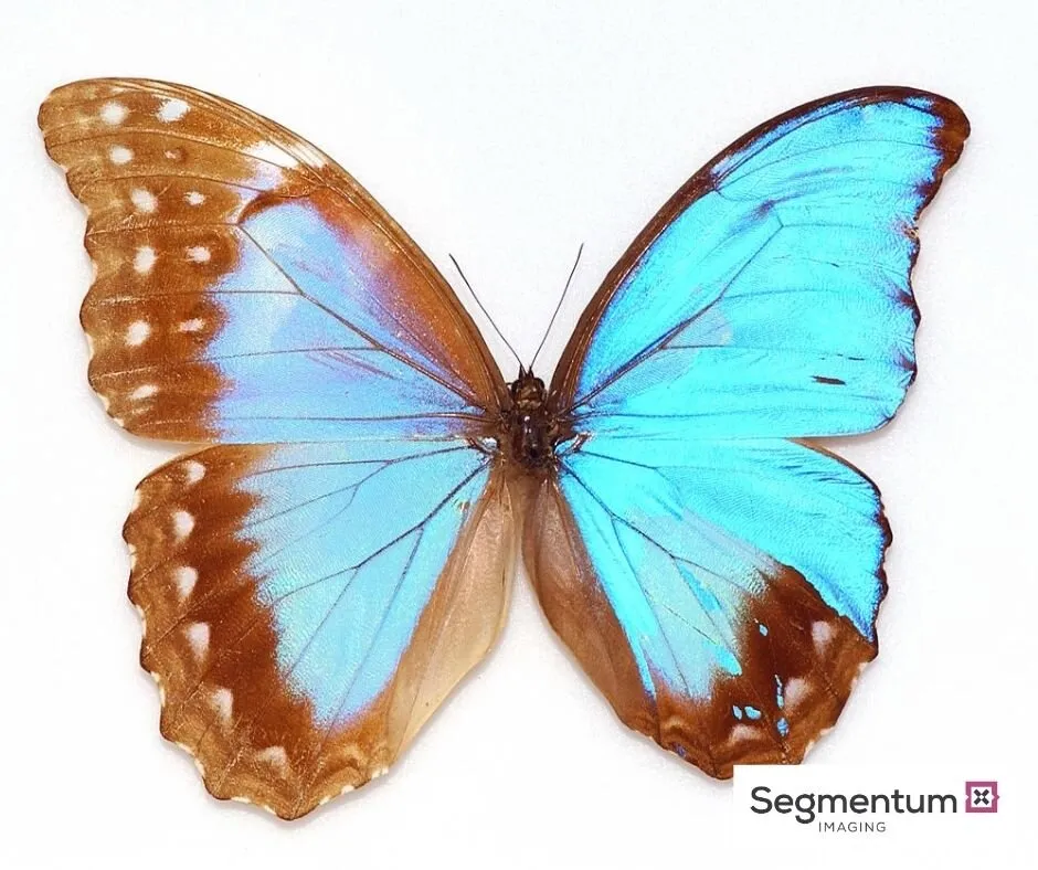 22419 gynandromorph tarantula visual