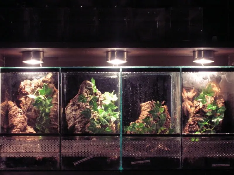 22420 glass tarantula enclosure