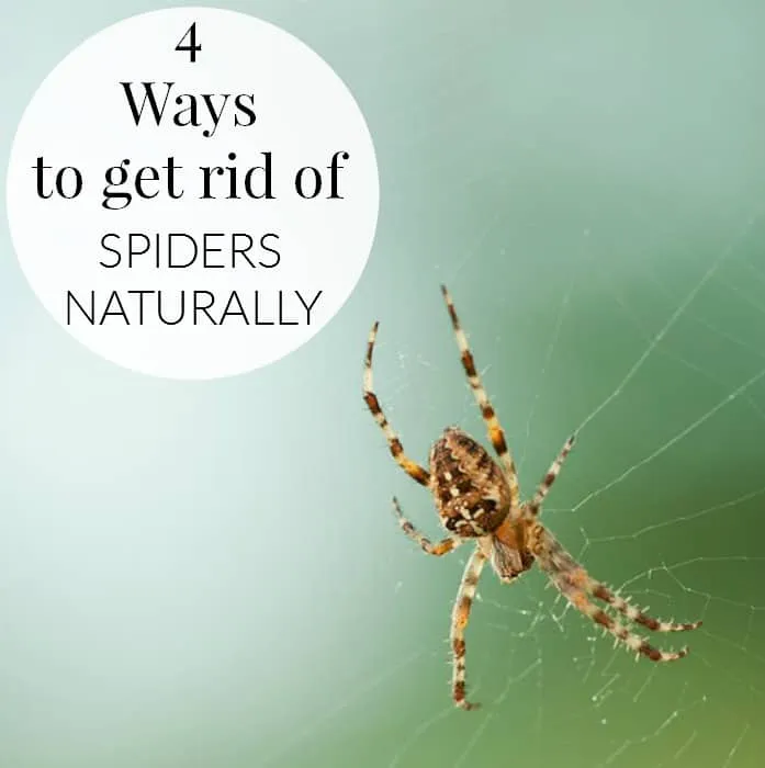 22421 essential oils for spiders