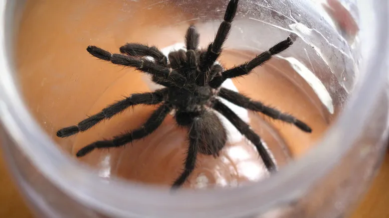 22421 identifying tarantula spider