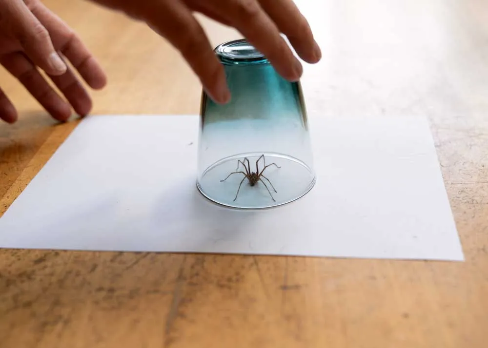 22421 insecticide application