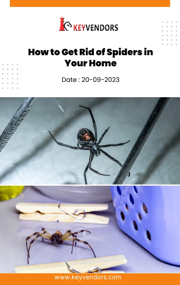 22421 tarantula spider in habitat