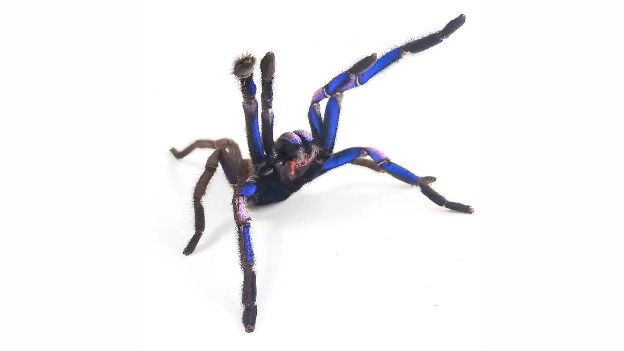 /img/22423-blue-tarantula-breeding.webp