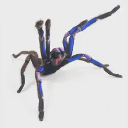 /img/22423-blue-tarantula-breeding.webp