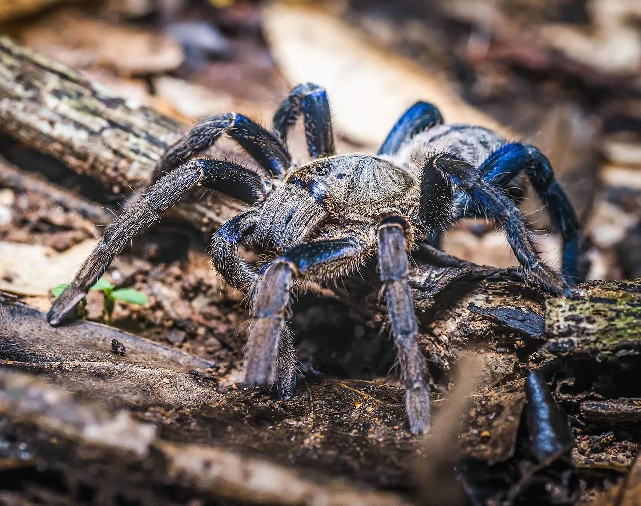 22423 blue tarantula conservation