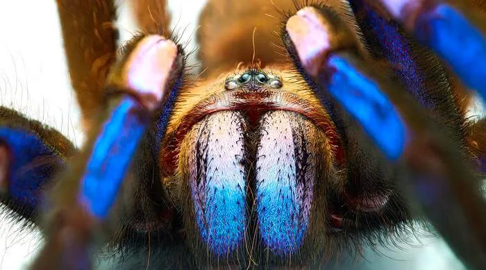 22423 blue tarantula lifespan