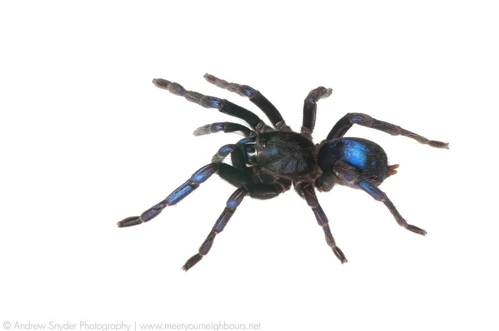 22423 blue tarantula size