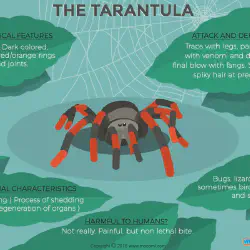 /img/22425-tarantula-diet.webp