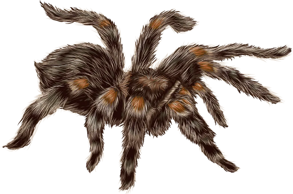 22425 tarantula hunting