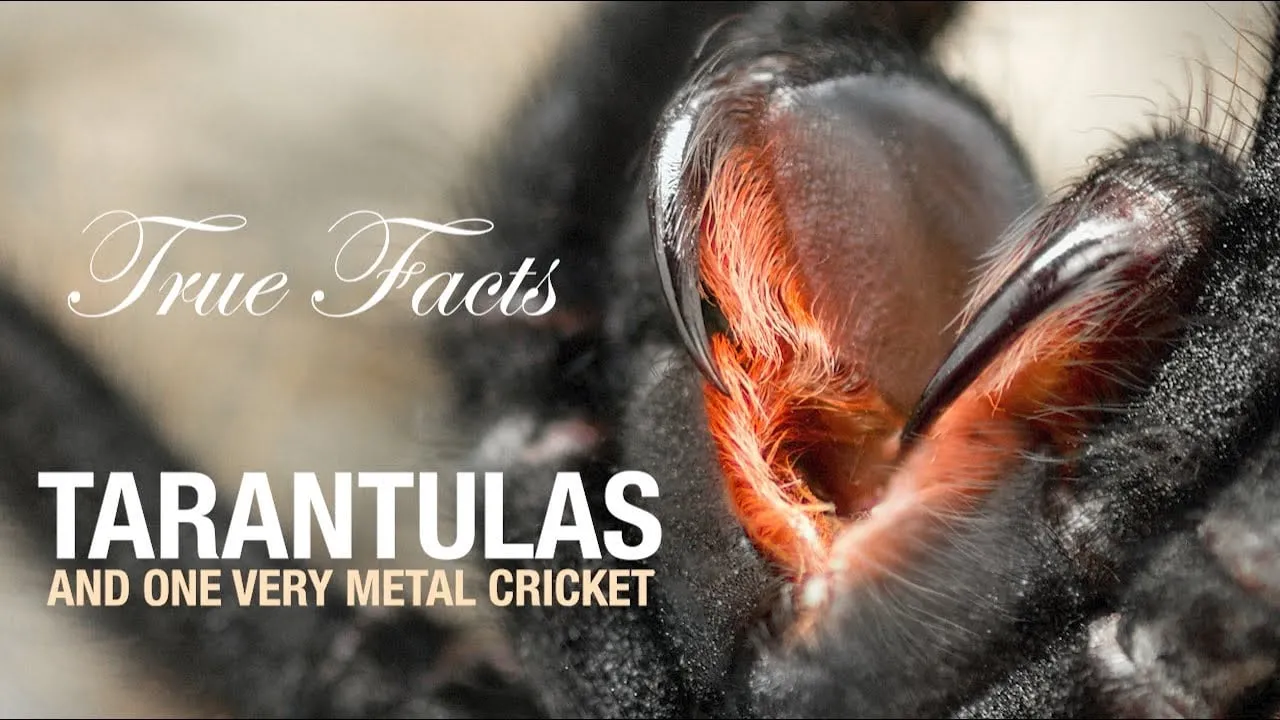 22425 tarantula molting