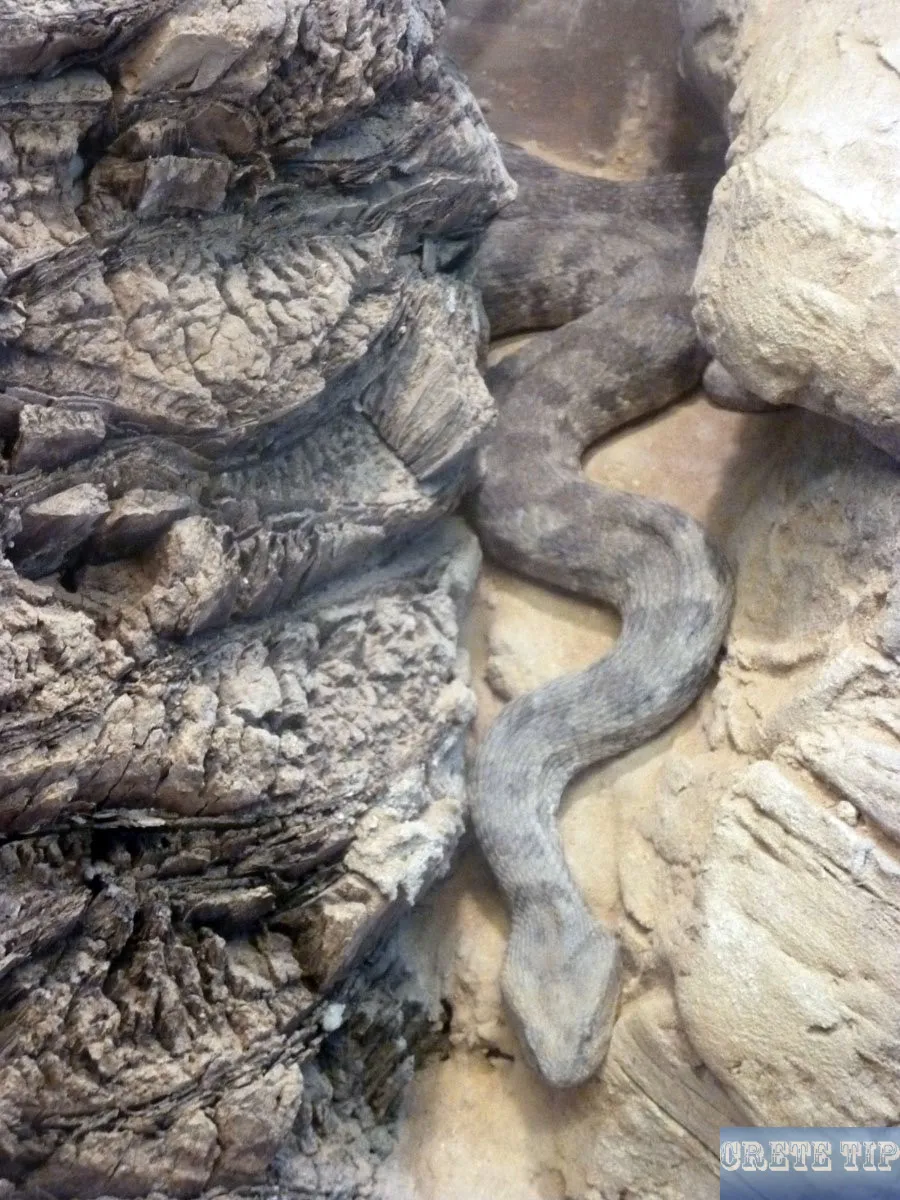 22428 tarantula eating roach