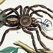 22428 tarantula feeding overview