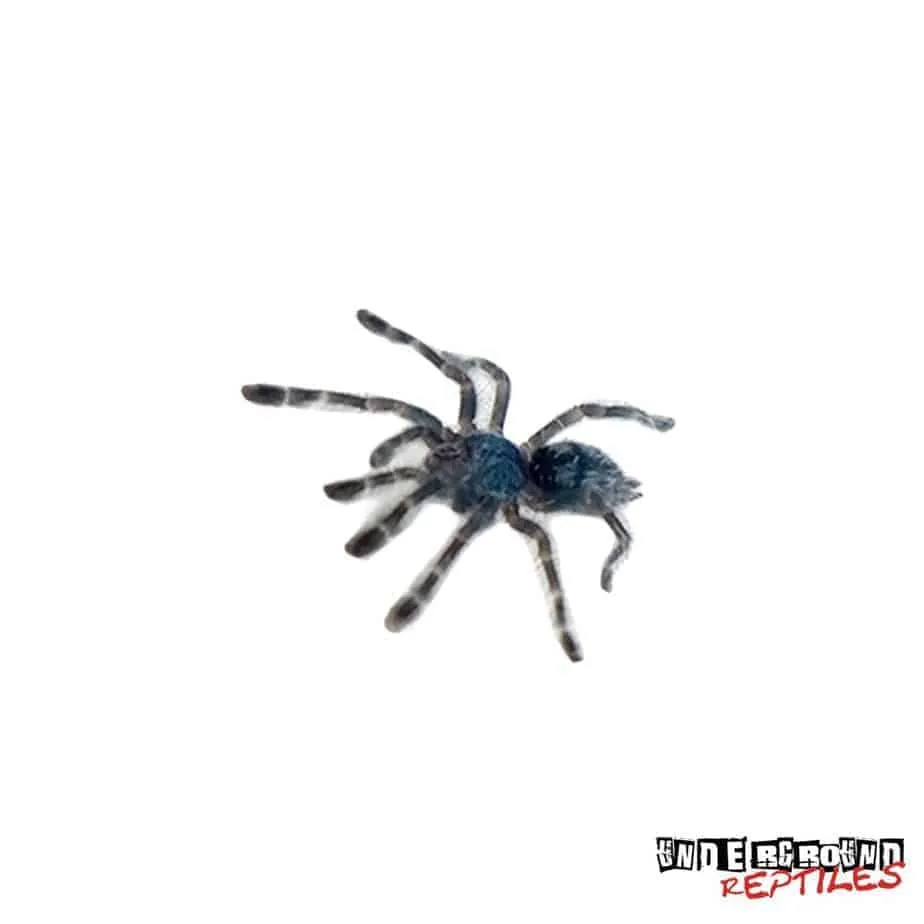 22429 tarantula bite