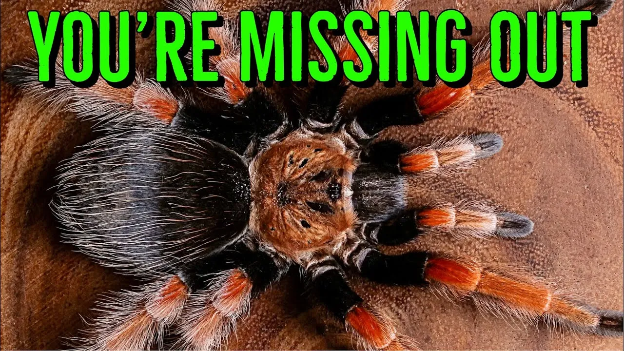 22430 comparing pre roll prices