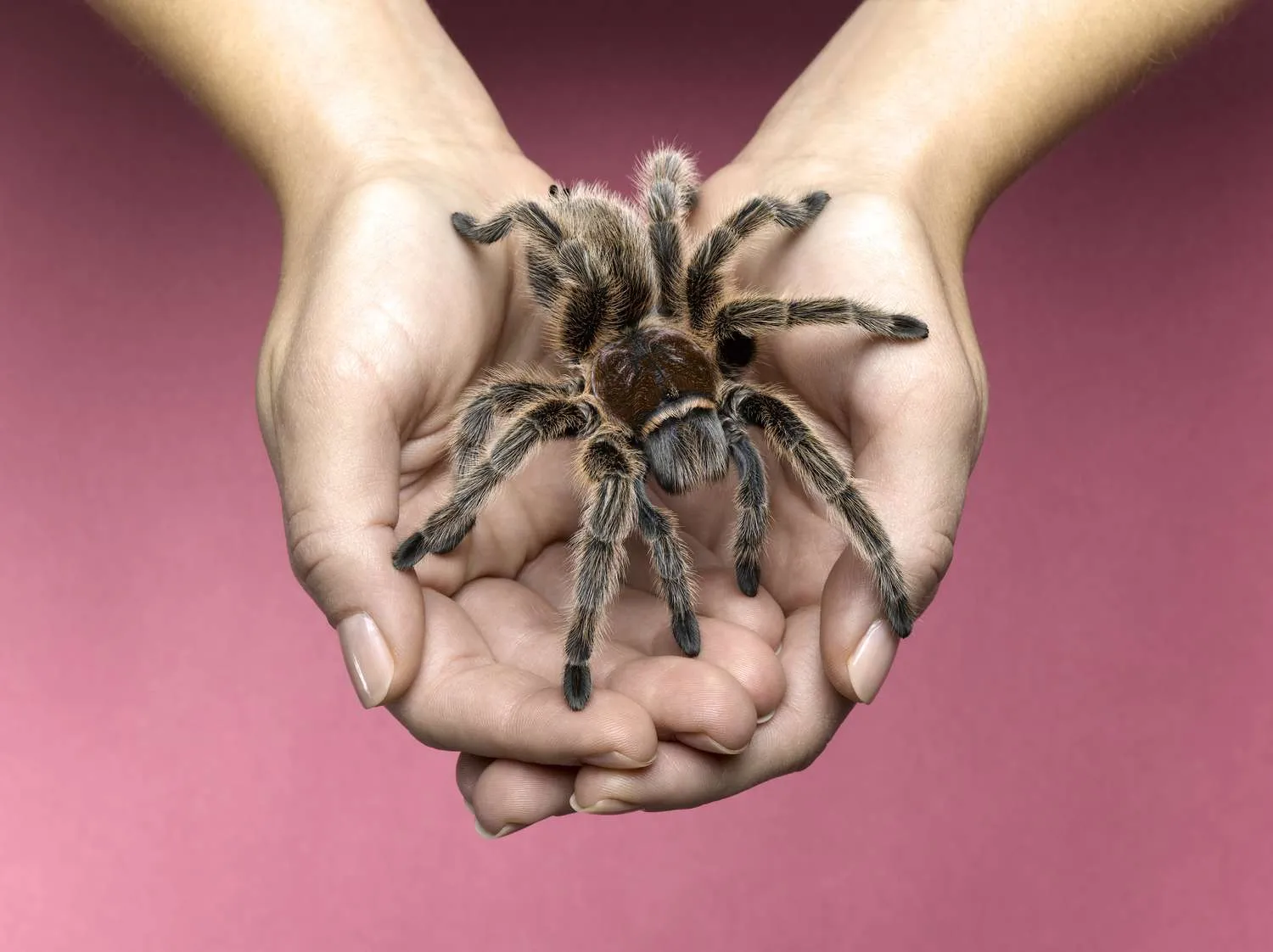 /img/22431-tarantula-close-up.webp