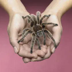 /img/22431-tarantula-close-up.webp