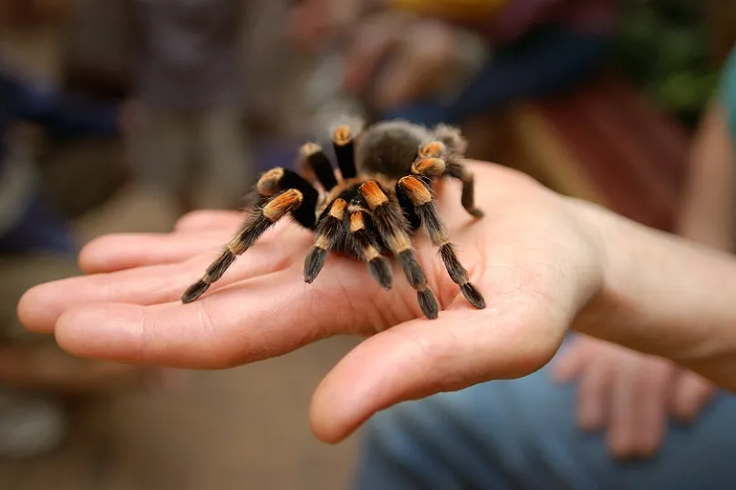 22431 tarantula in hand