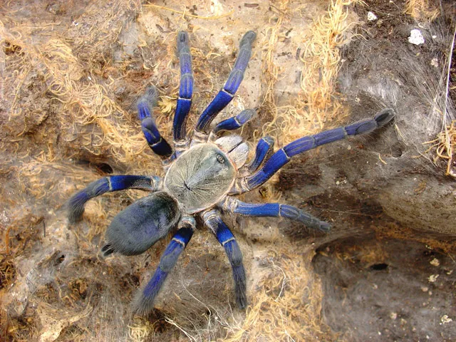 22432 canadian tarantula dealers header