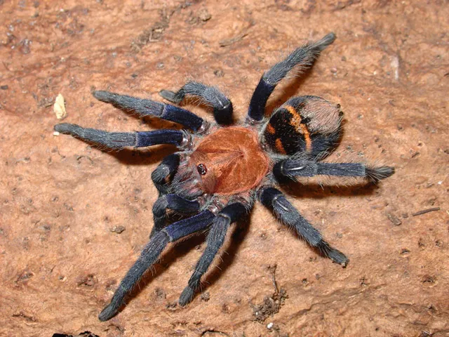 22432 healthy tarantula