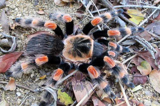 22432 local pet stores