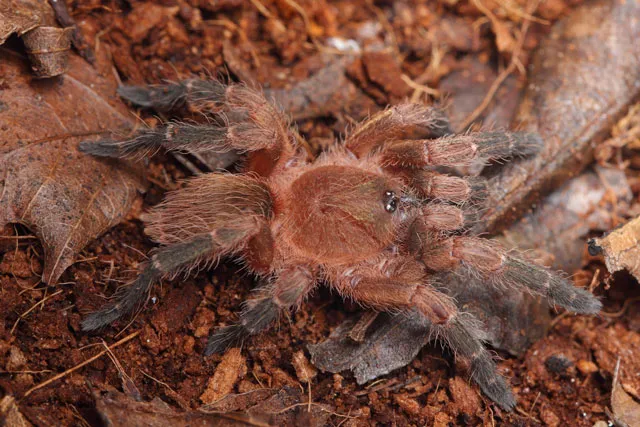 22432 tarantula species variety