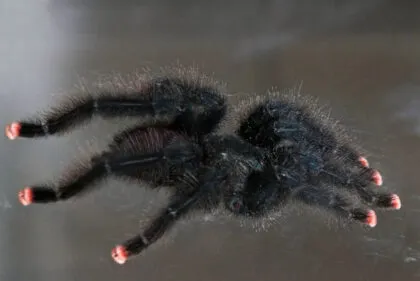 /img/22433-pink-toe-tarantula-handling.webp