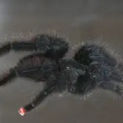 /img/22433-pink-toe-tarantula-handling.webp