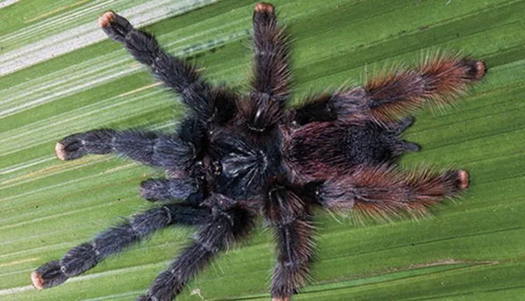 22433 tarantula venom