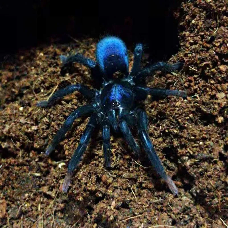 22434 blue indian tarantula feeding