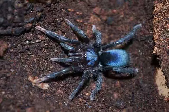22434 blue indian tarantula habitat