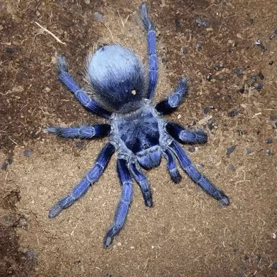 22434 blue indian tarantula handling