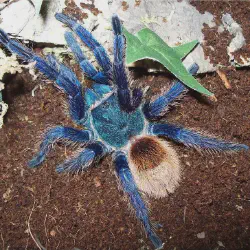 /img/22434-blue-indian-tarantula-spiderlings.webp