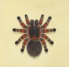 /img/22435-animal-crossing-tarantula-7.webp