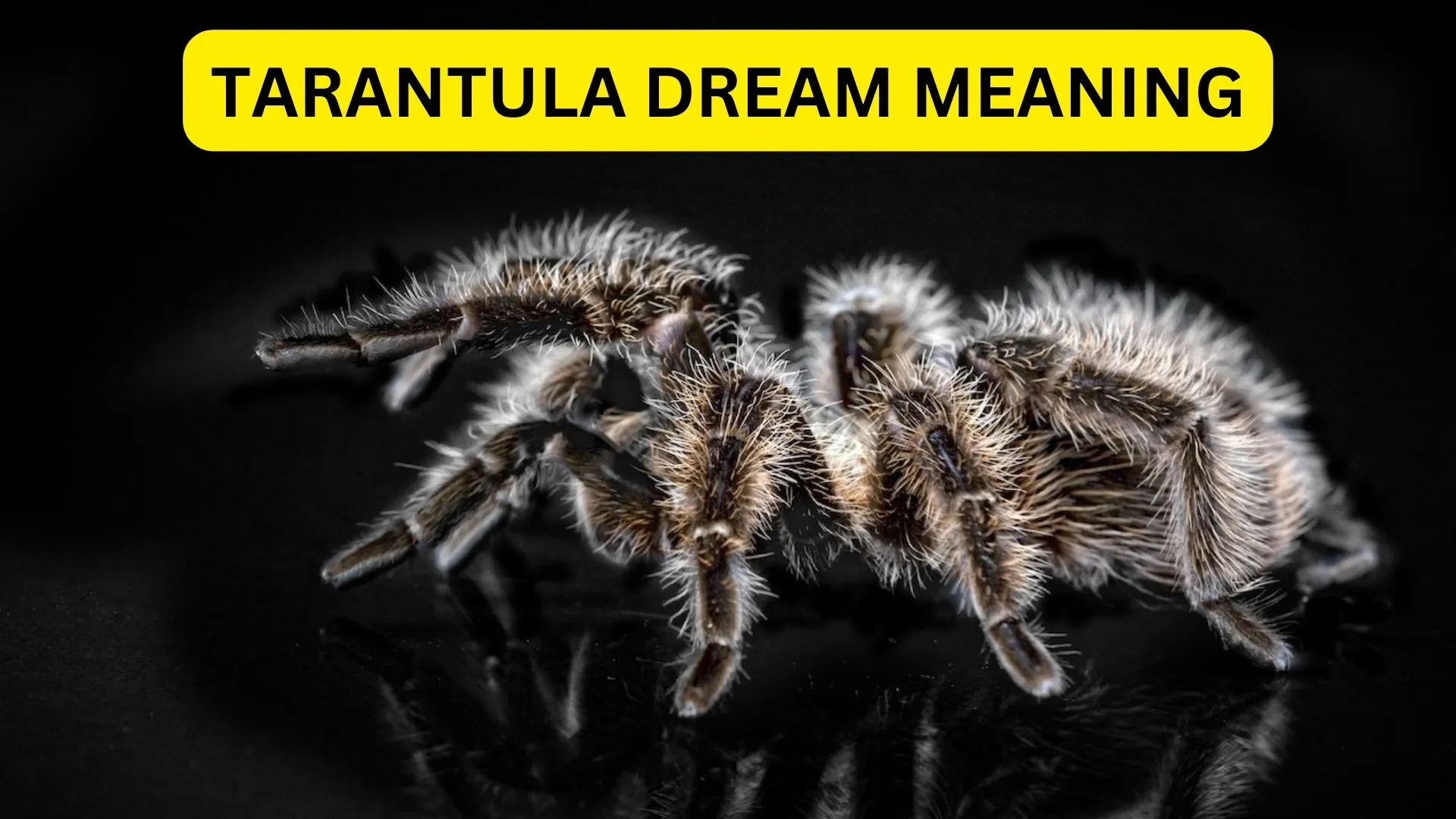 22436 tarantula spider dream fear